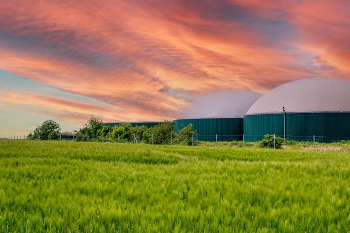 Energia de biomassa: O que é e como funciona?